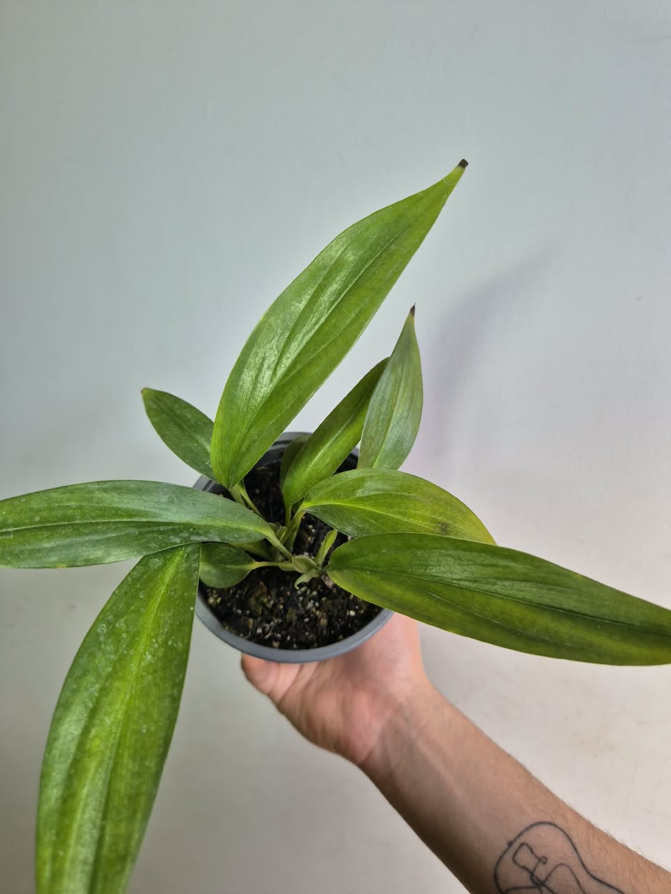 Epipremnum Amplissimum