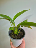 Epipremnum Amplissimum