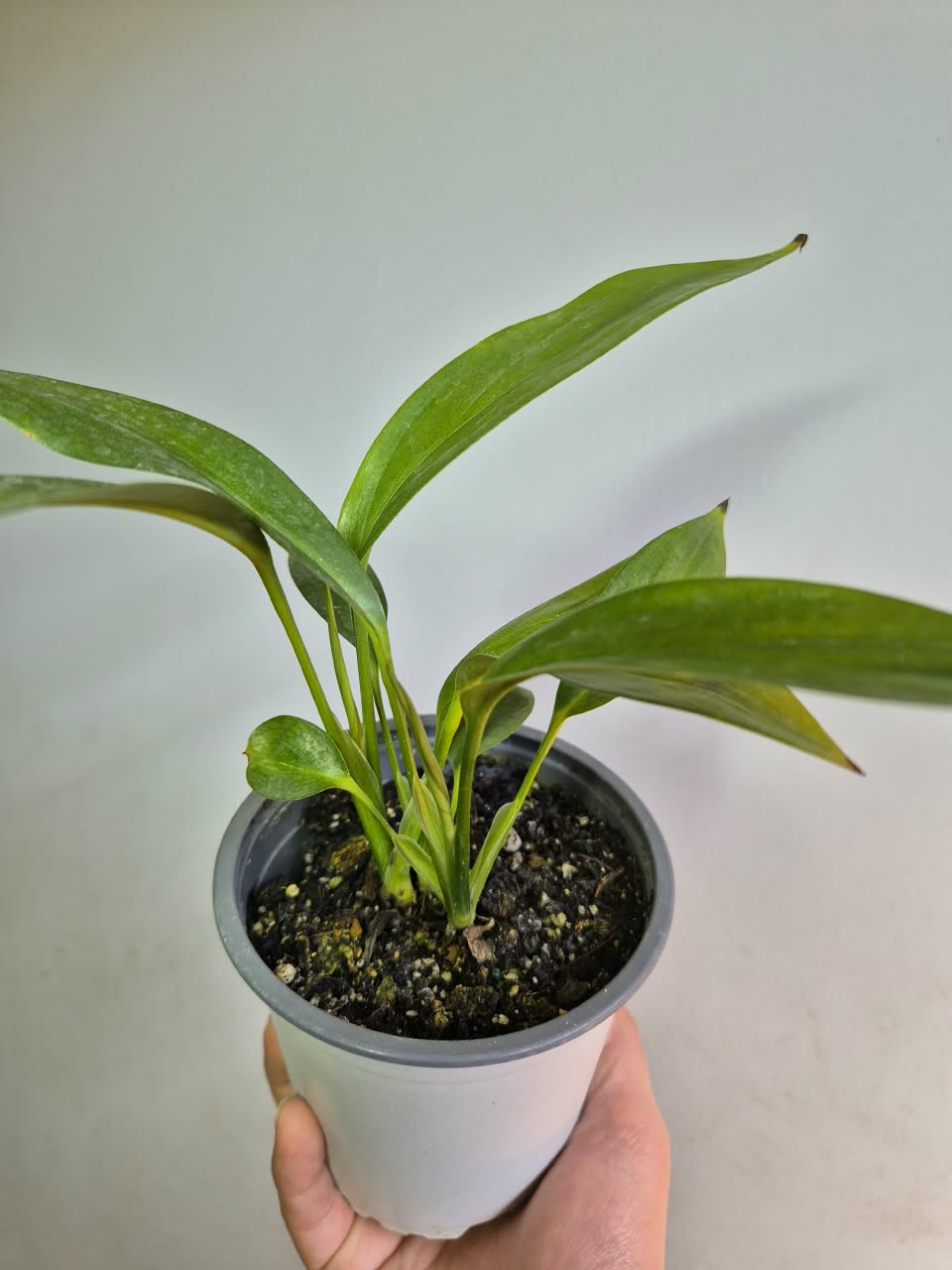 Epipremnum Amplissimum