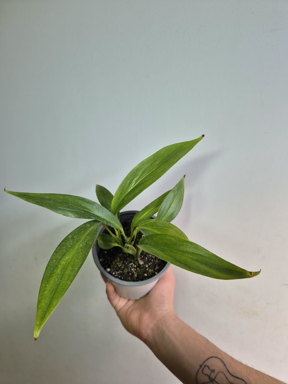 Epipremnum Amplissimum
