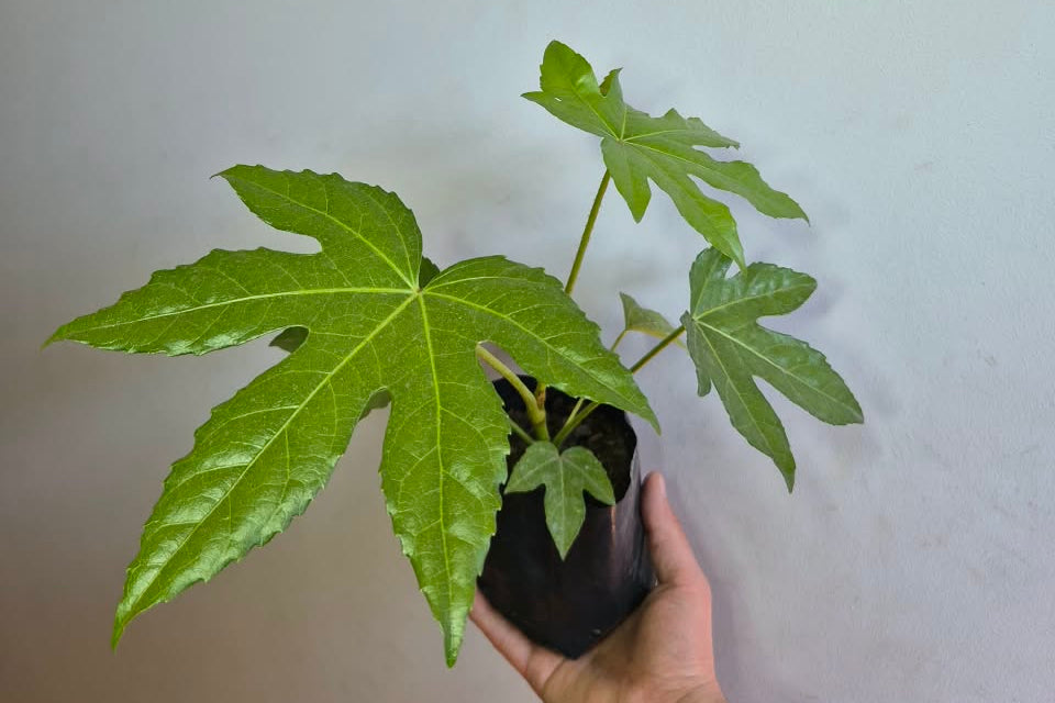 Aralia S