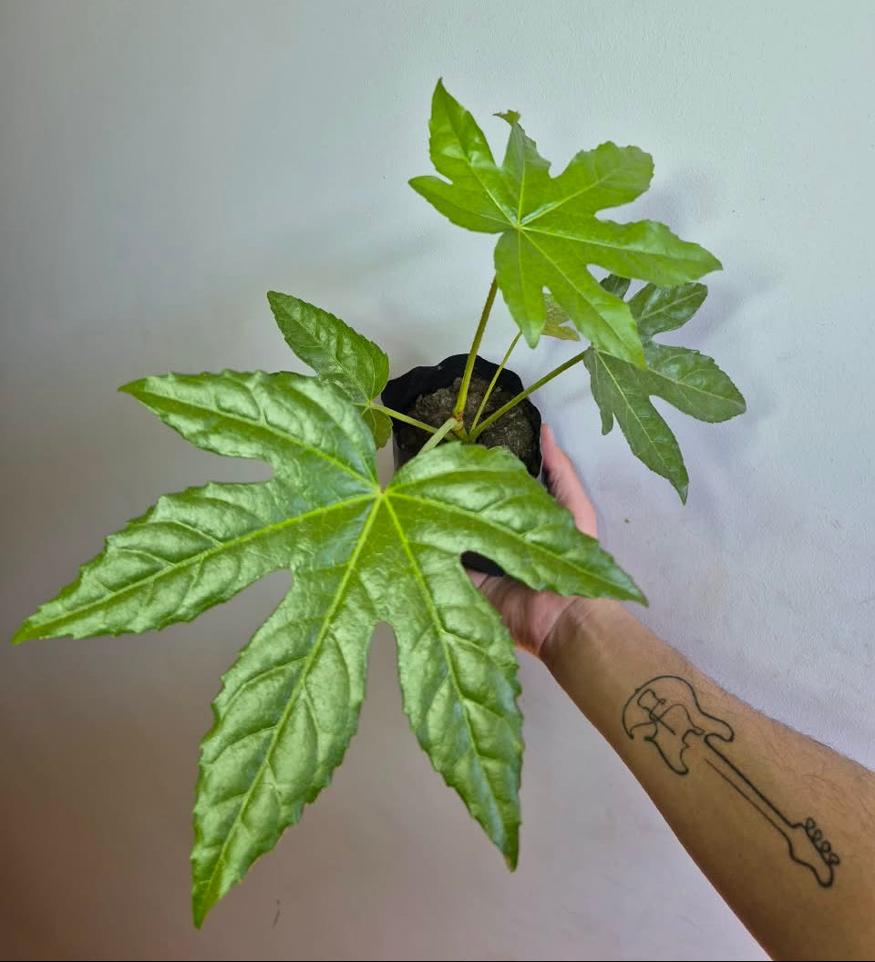 Aralia S
