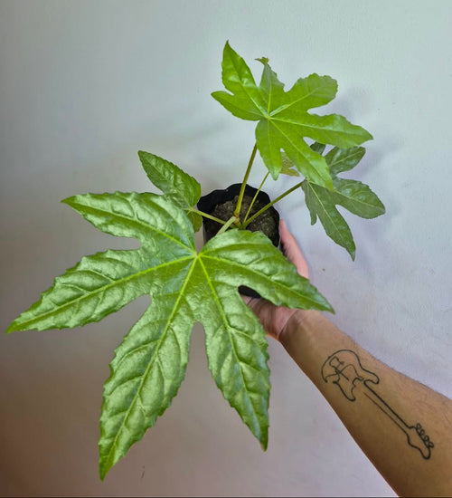 Aralia S