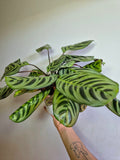 Calathea burle-marxii
