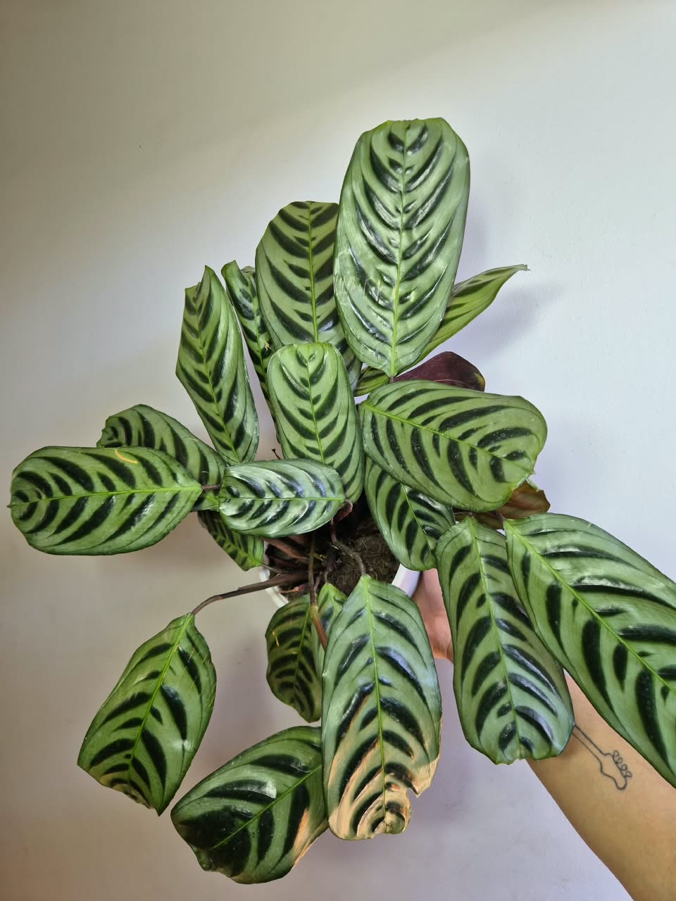 Calathea burle-marxii