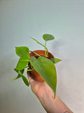 Cordatum verde S