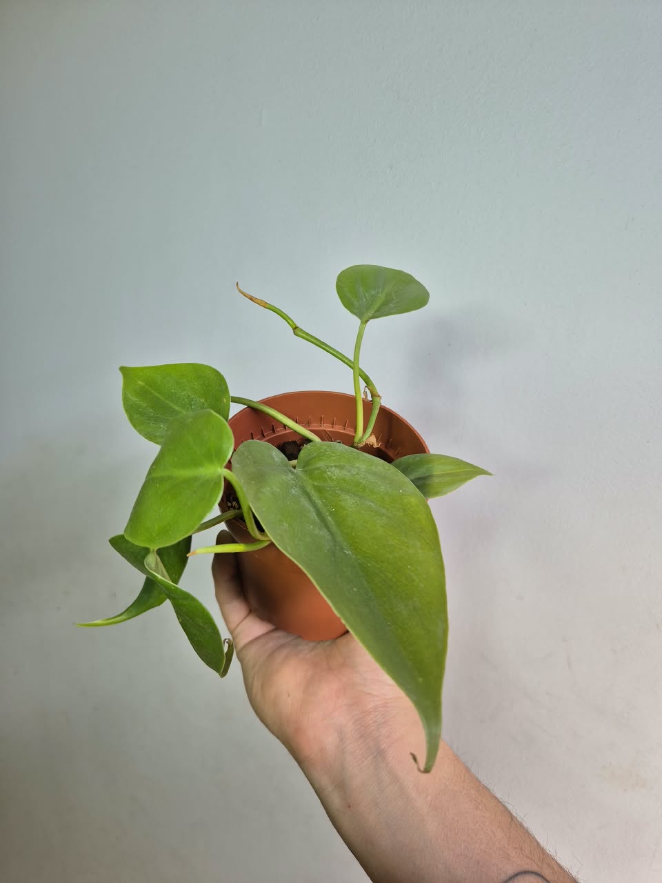 Cordatum verde S