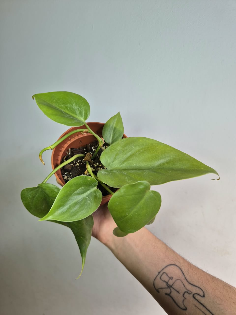 Cordatum verde S