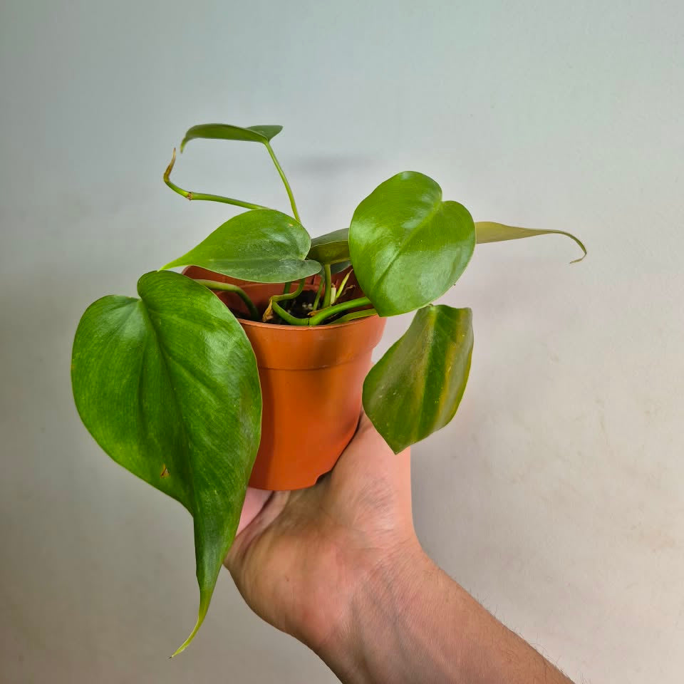 Cordatum verde S