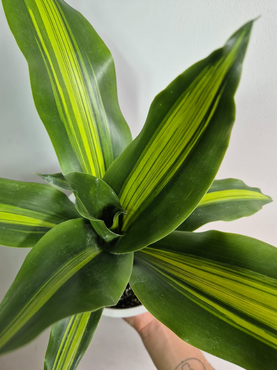 Dracena masangeana