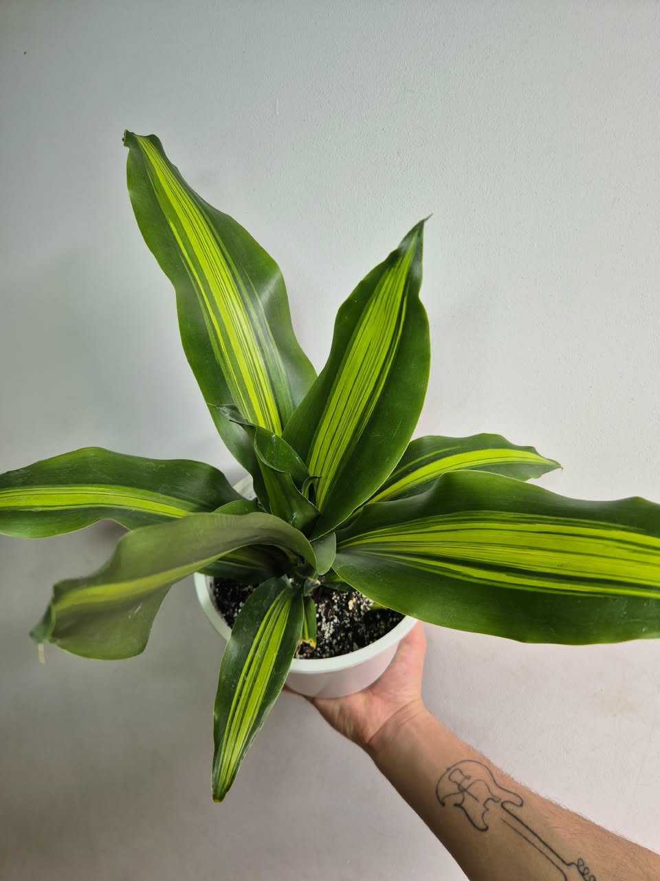 Dracena masangeana