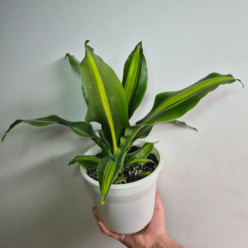 Dracena masangeana
