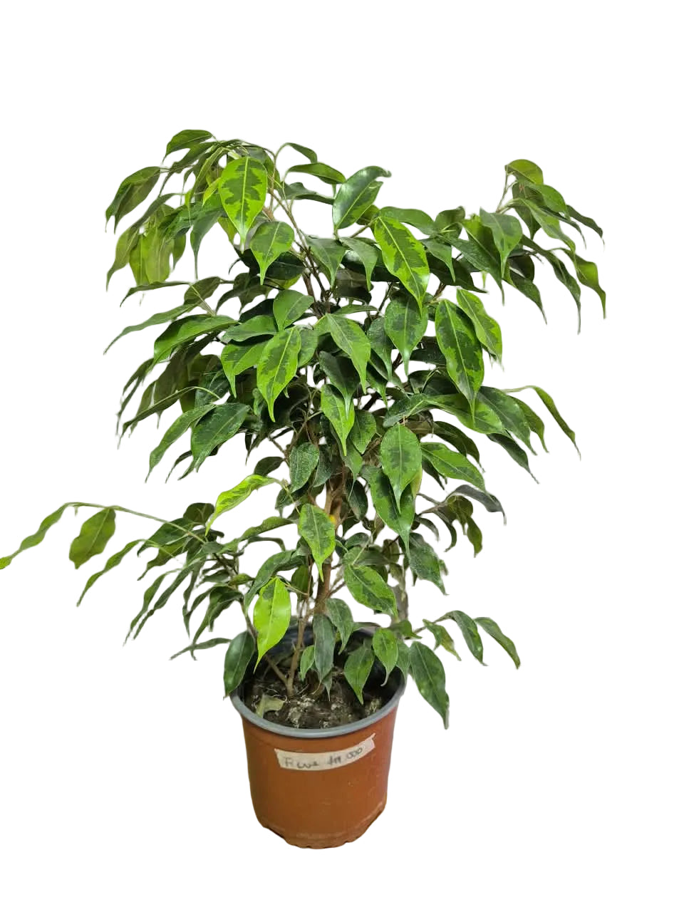 Ficus Benjamina