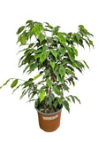 Ficus Benjamina
