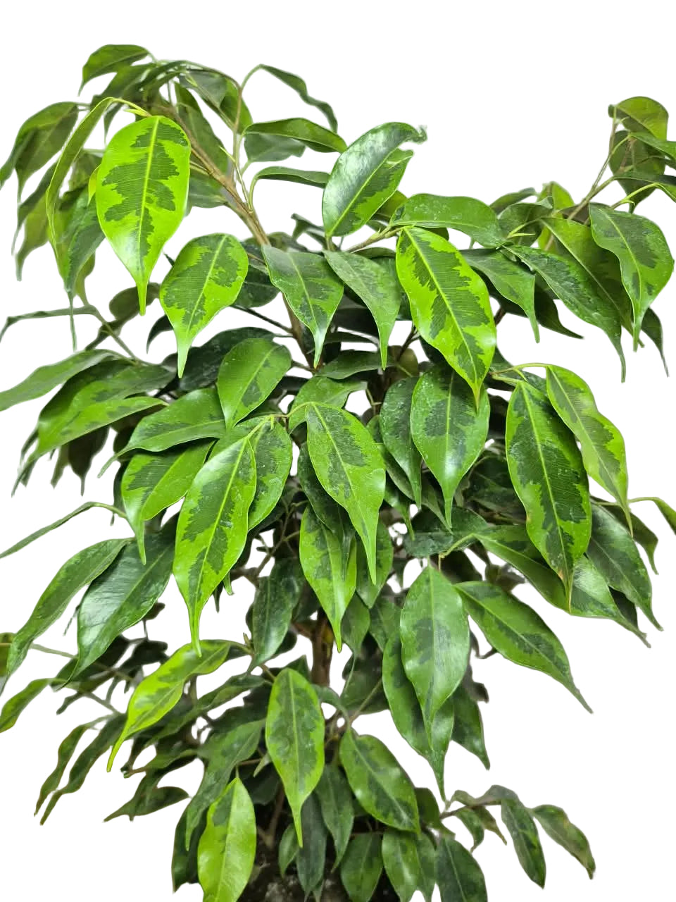 Ficus Benjamina
