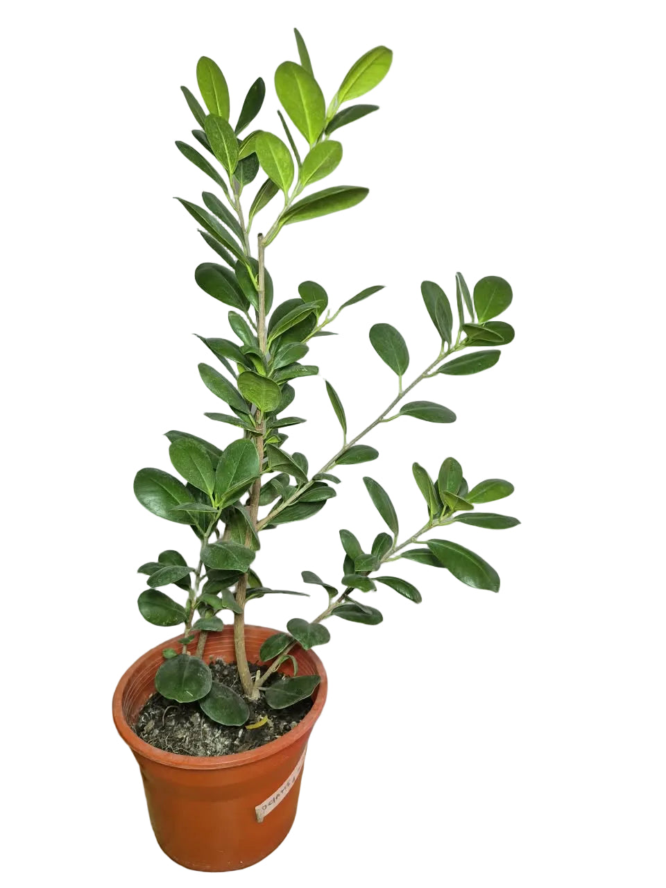 Ficus Moclame