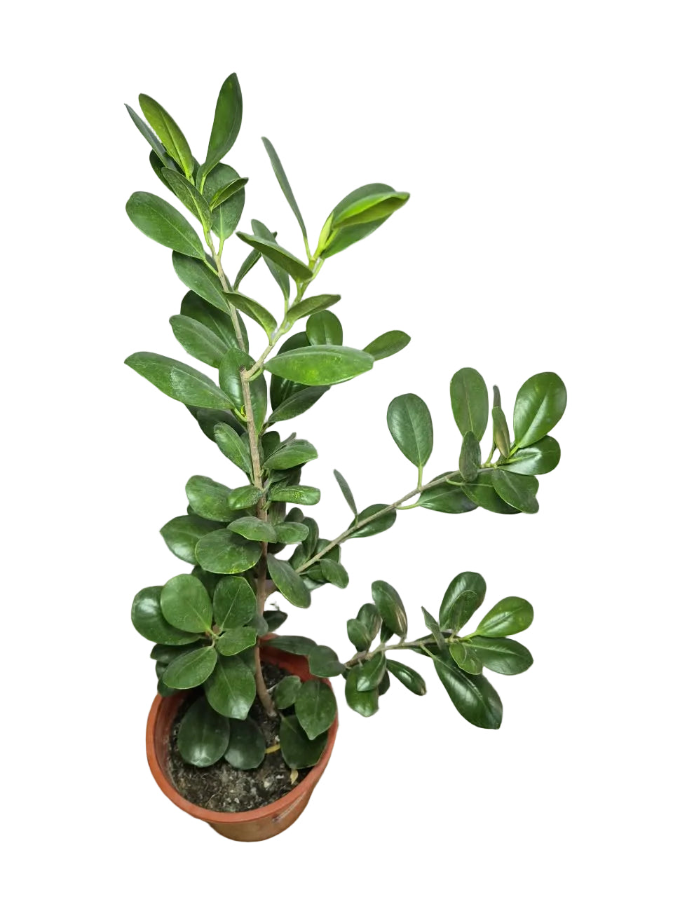 Ficus Moclame
