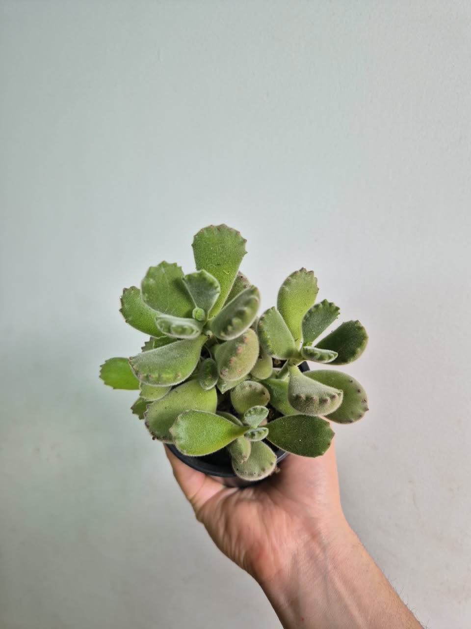 Garrita de Oso S