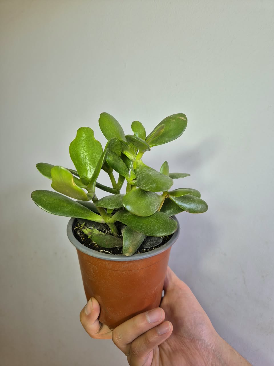 Jade
