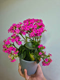 Kalanchoe Colores