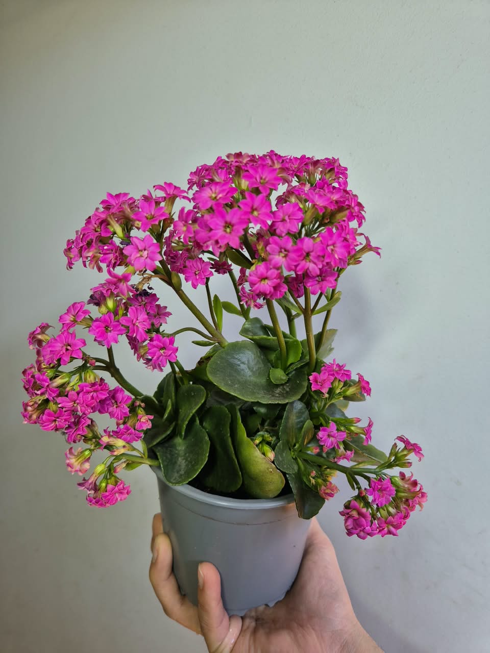 Kalanchoe Colores