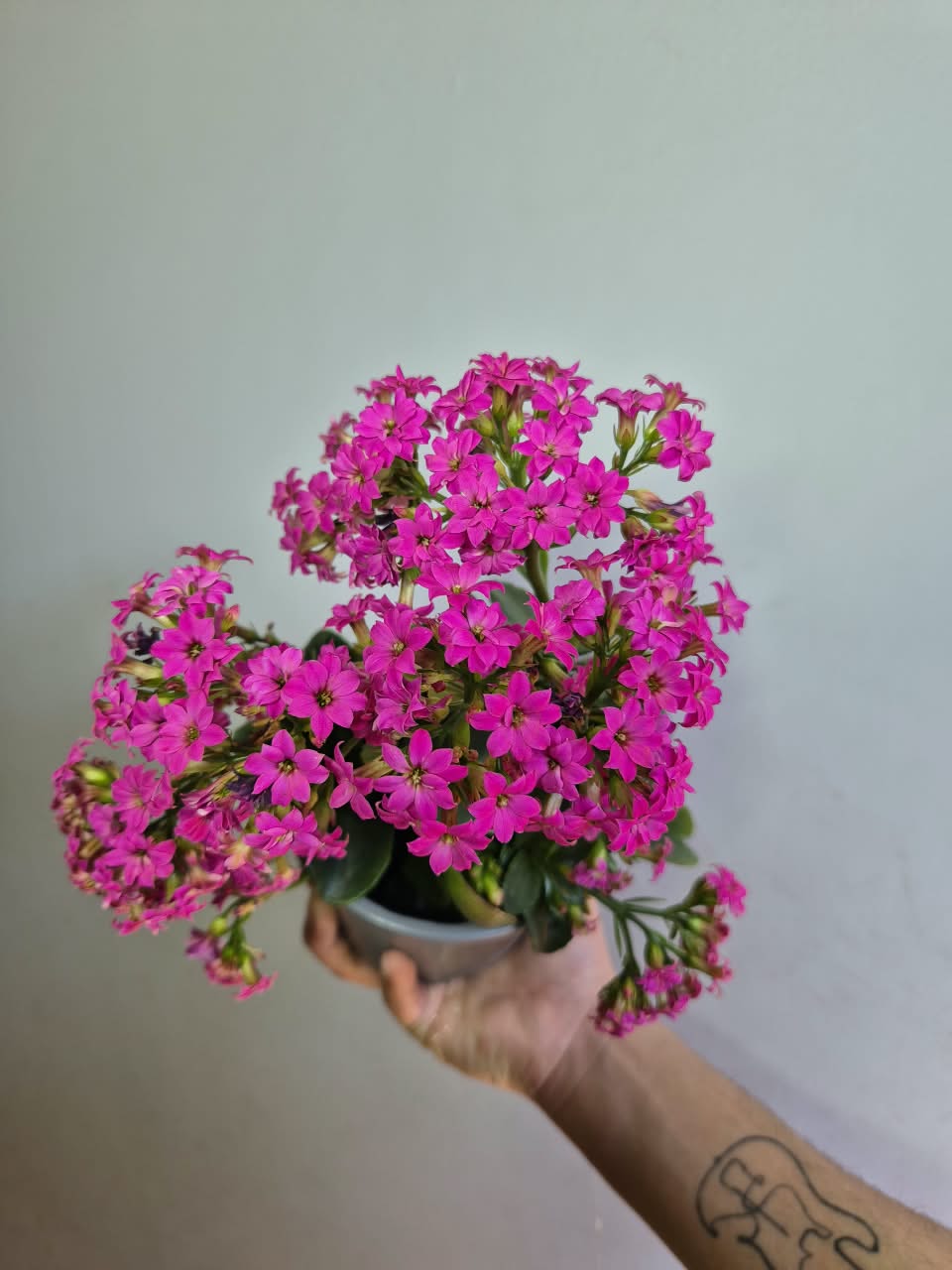 Kalanchoe Colores