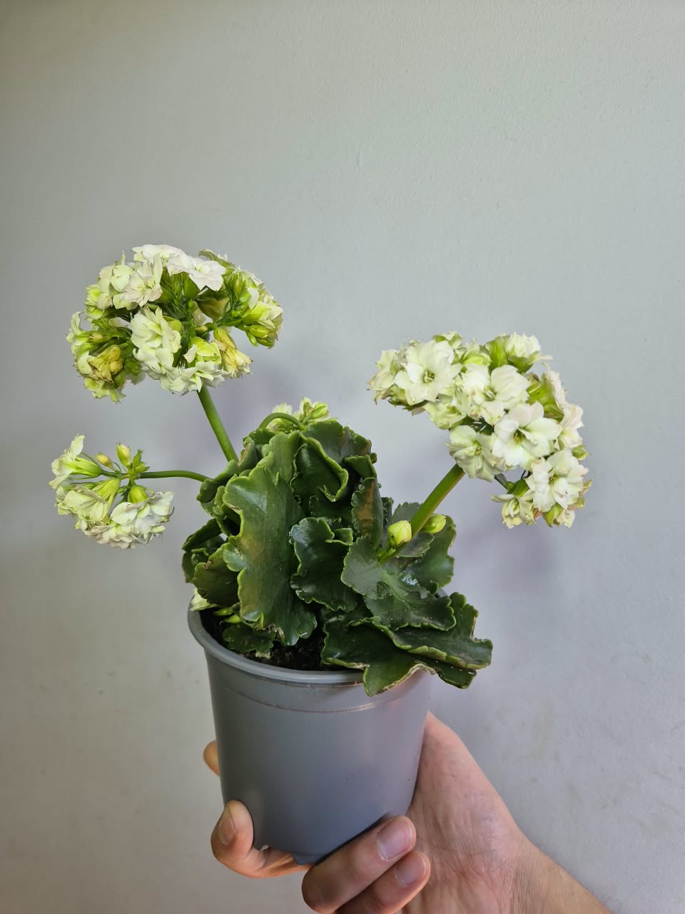 Kalanchoe Colores