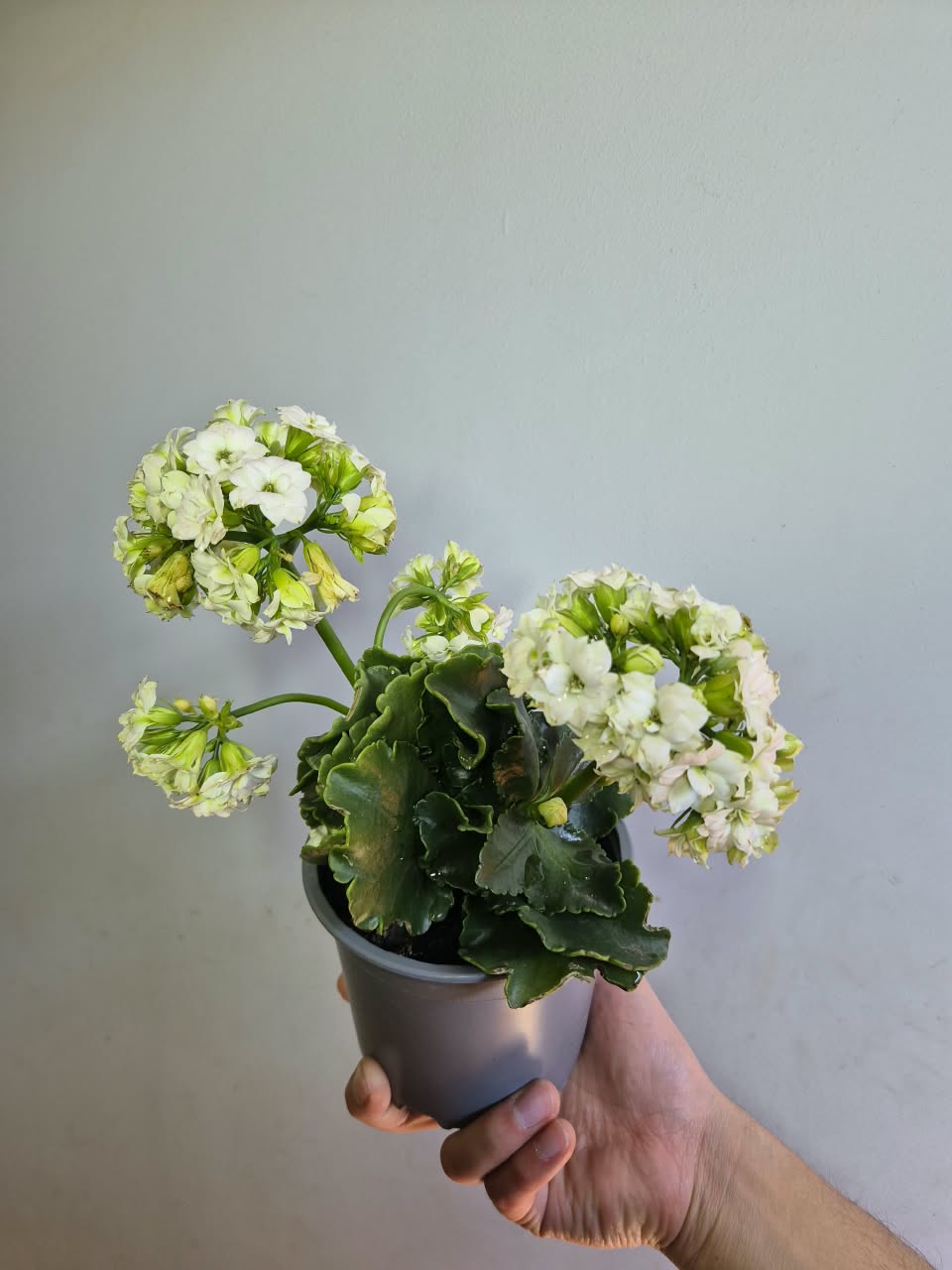 Kalanchoe Colores