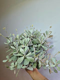 Kalanchoe Pumila