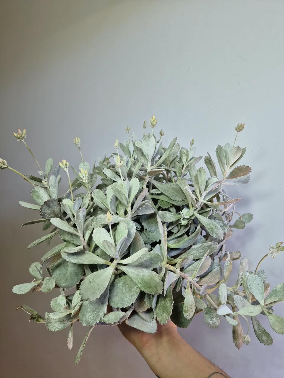 Kalanchoe Pumila