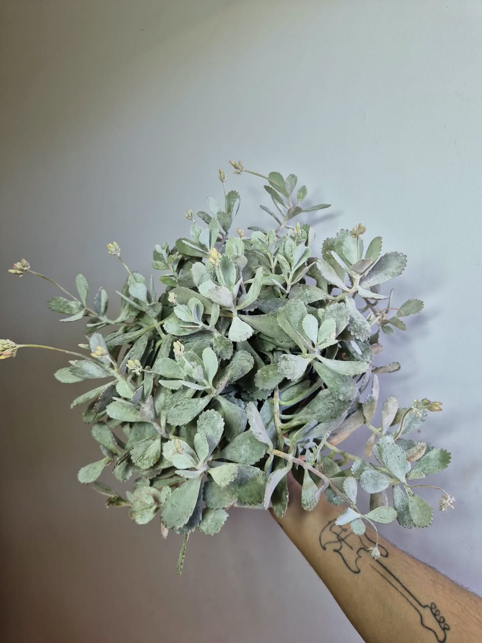 Kalanchoe Pumila