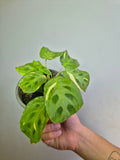 Calathea Kerchoveana variegada S
