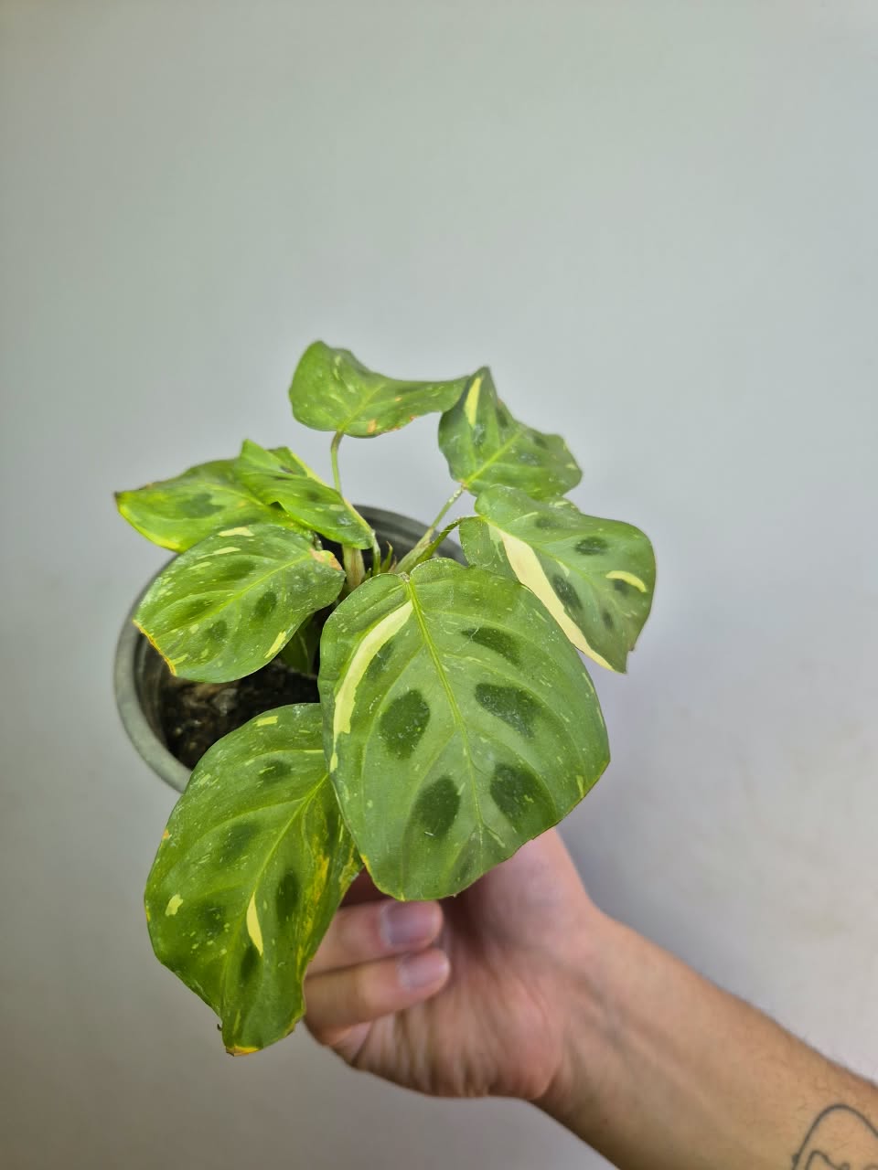 Calathea Kerchoveana variegada S