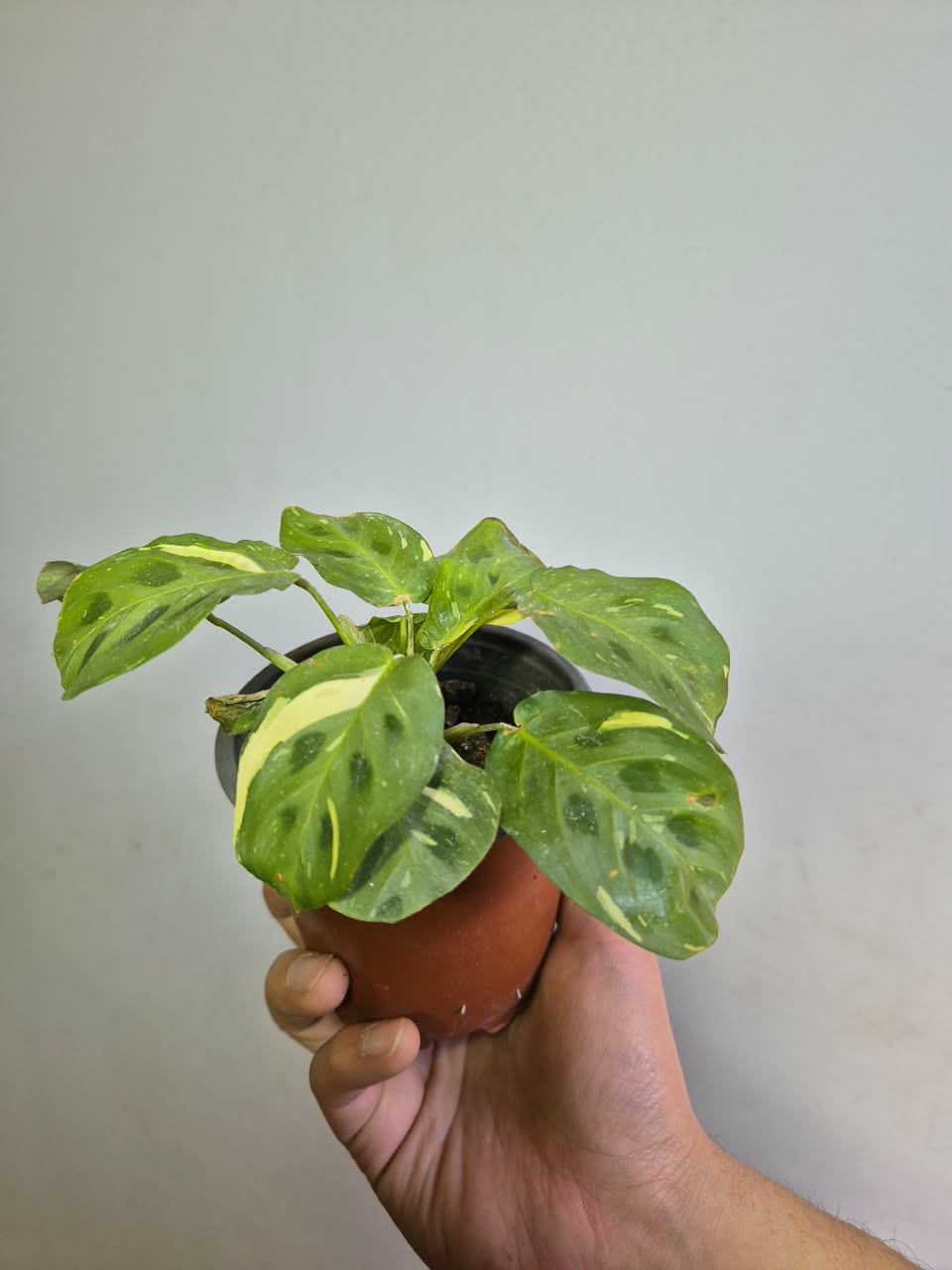 Calathea Kerchoveana variegada S
