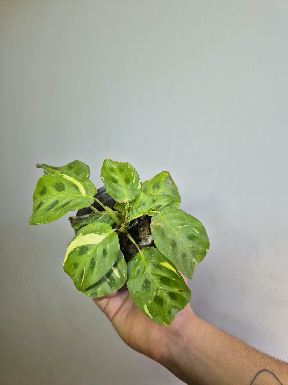 Calathea Kerchoveana variegada S