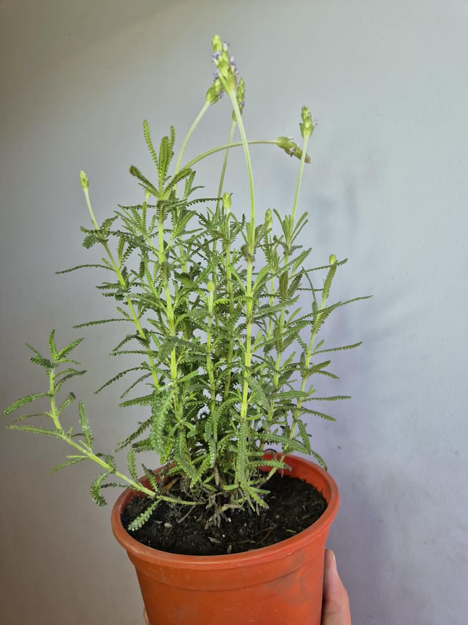💜 Lavanda
