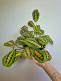 Maranta leuconeura
