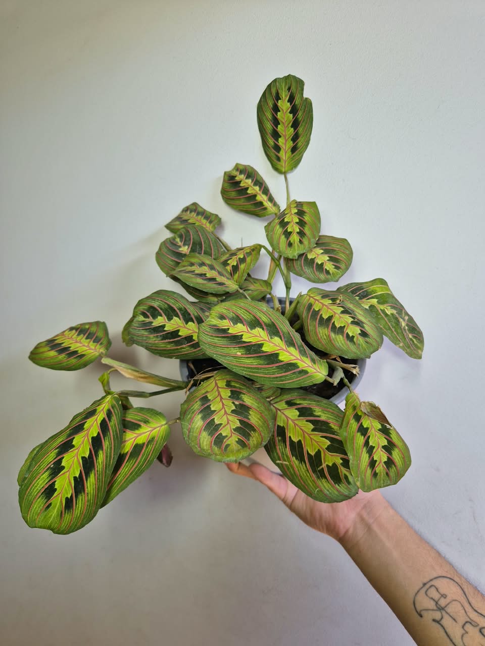 Maranta leuconeura