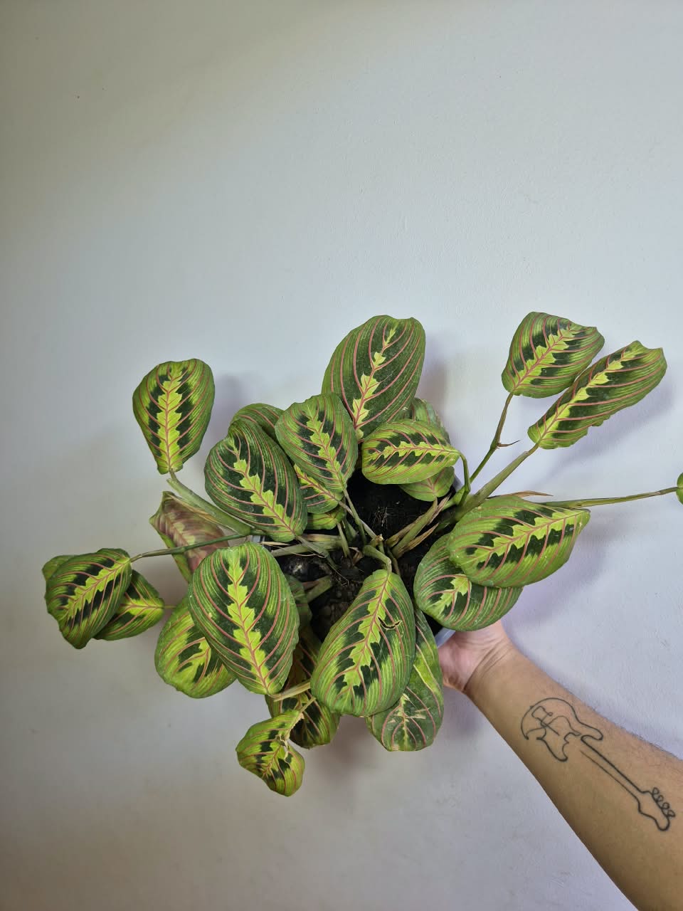 Maranta leuconeura