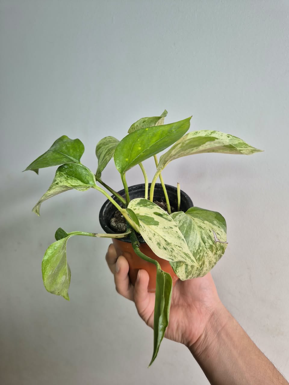 Potus Marble Queen
