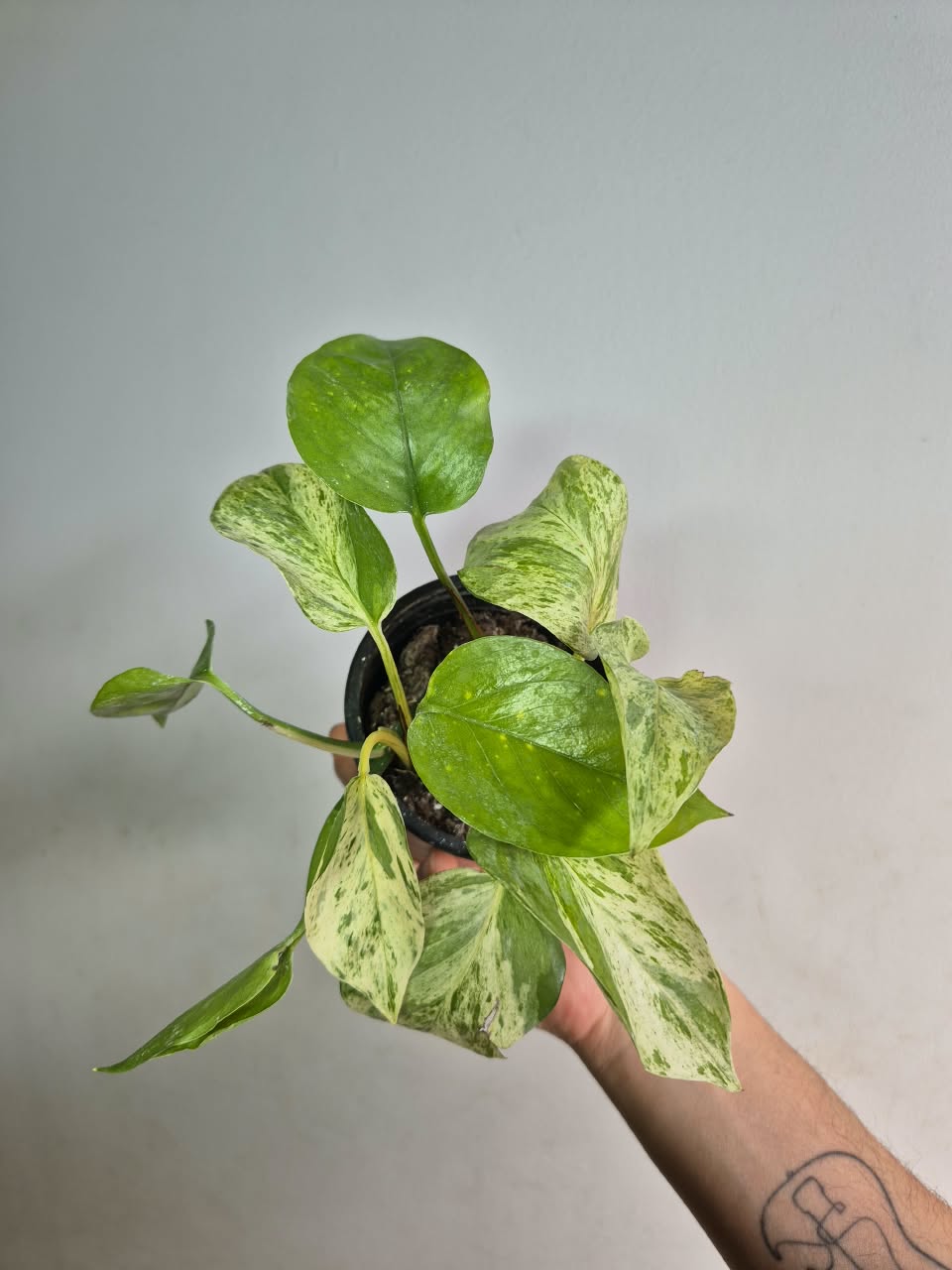 Potus Marble Queen