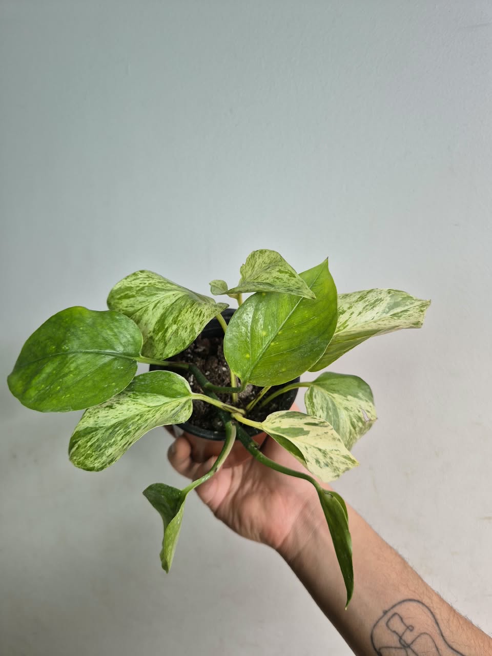 Potus Marble Queen