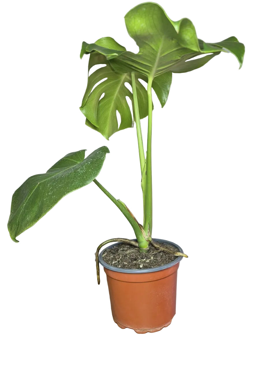 Monstera Deliciosa