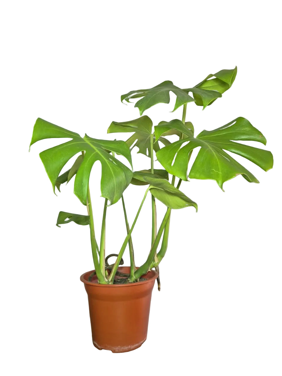 Monstera Borsigiana