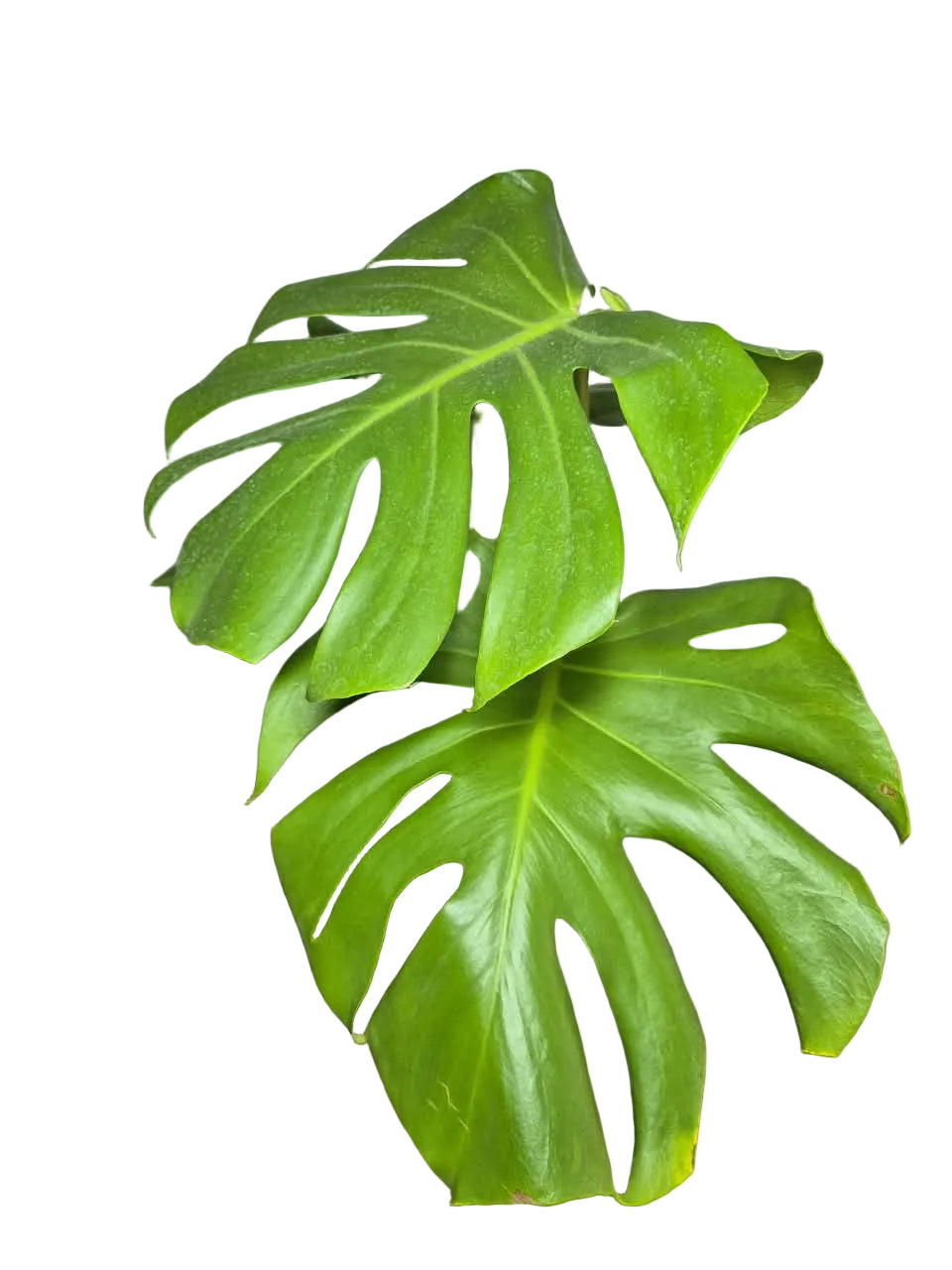 Monstera Borsigiana