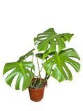 Monstera Borsigiana