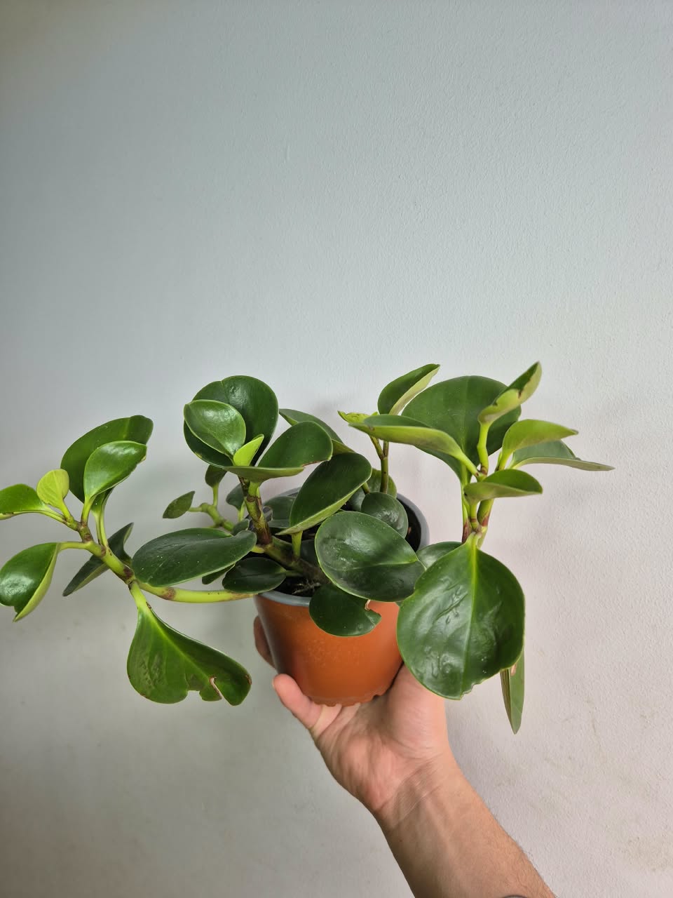 Peperomia Obtusifolia