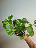 Peperomia Obtusifolia