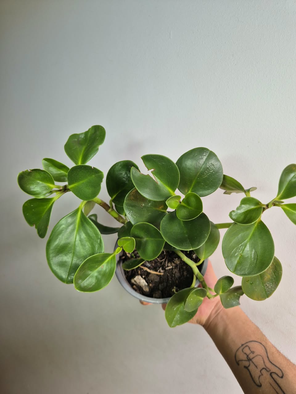 Peperomia Obtusifolia