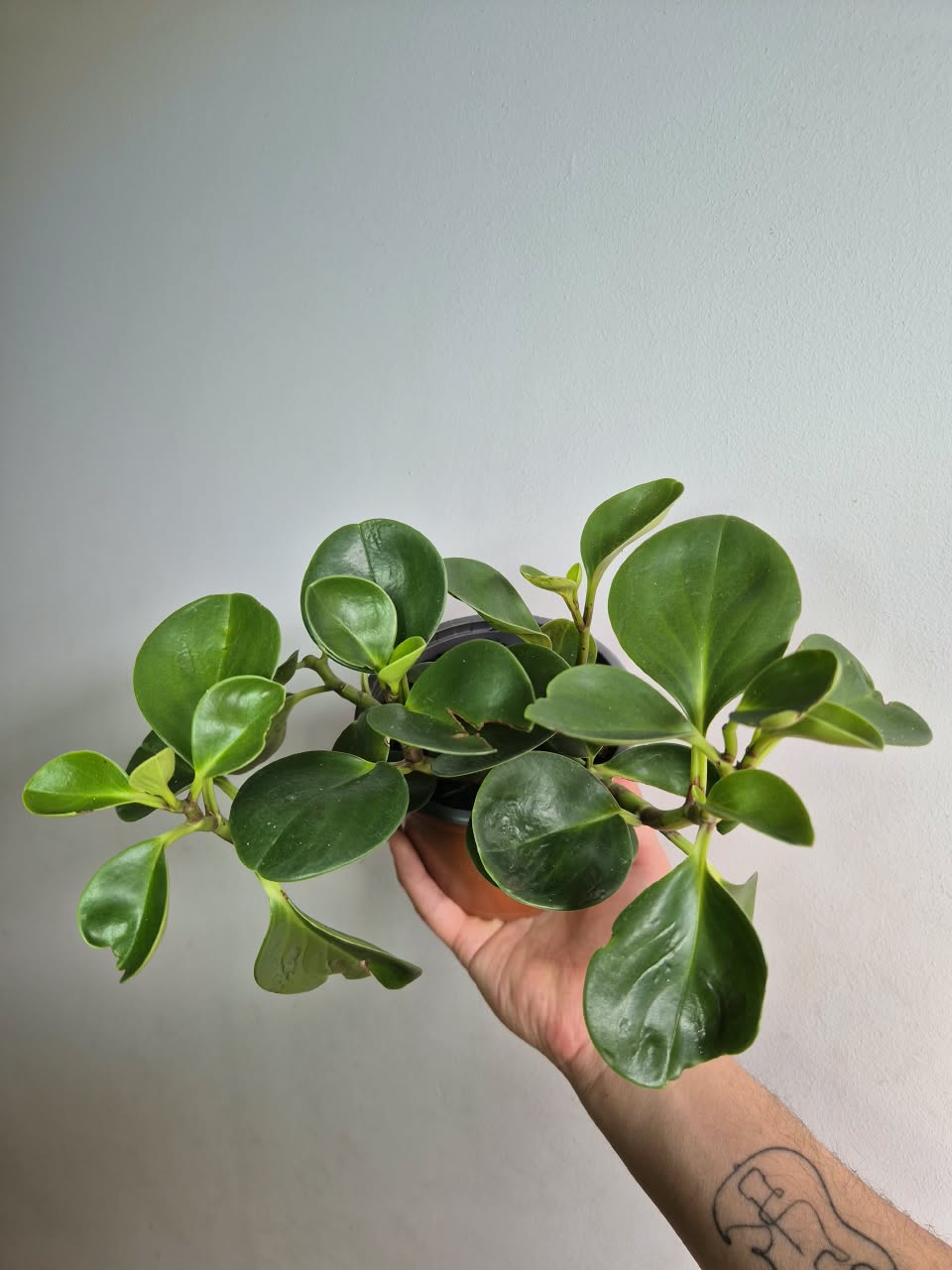 Peperomia Obtusifolia